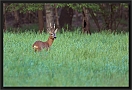 ree DSC_0025-01